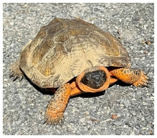 Turtle on SRT