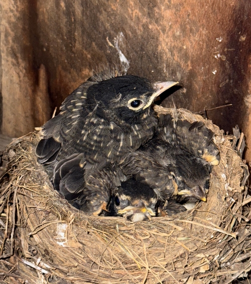 Baby birds on barn eves