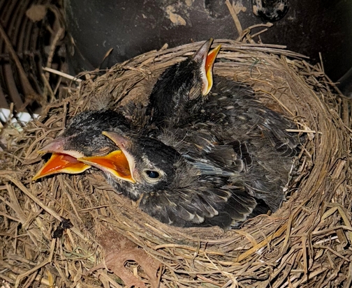 Baby robins