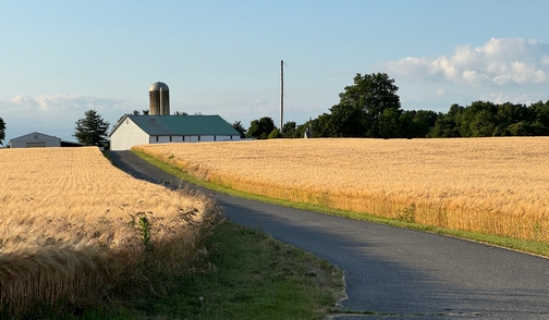 Carmany Road wheat field